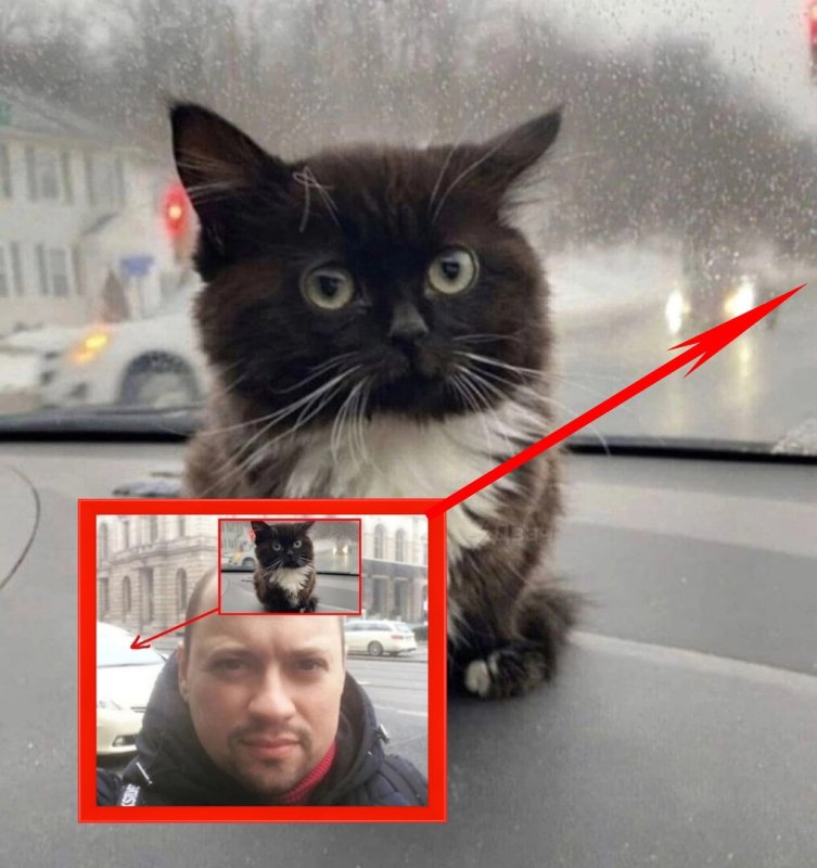 Чмоня котик