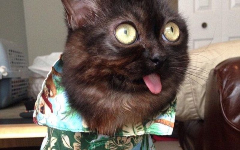 Упоротые коты