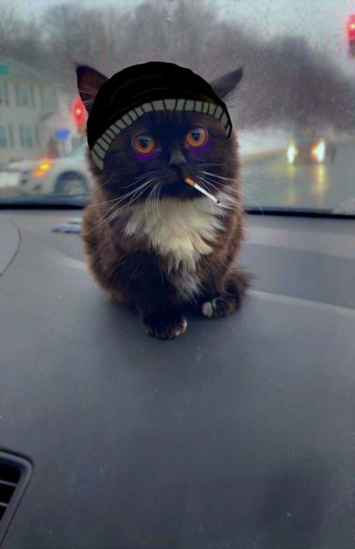 Кошка Вирго чмоня