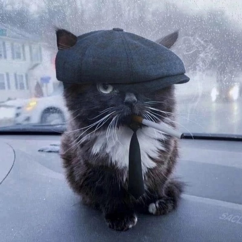 Чмоня острые козырьки кот