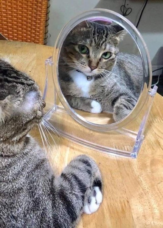 Кот смотрится в зеркало