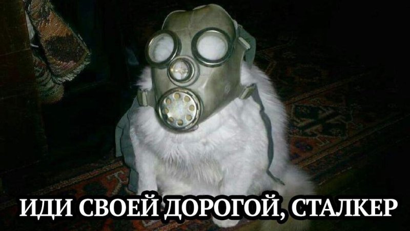 Коты в противогазах