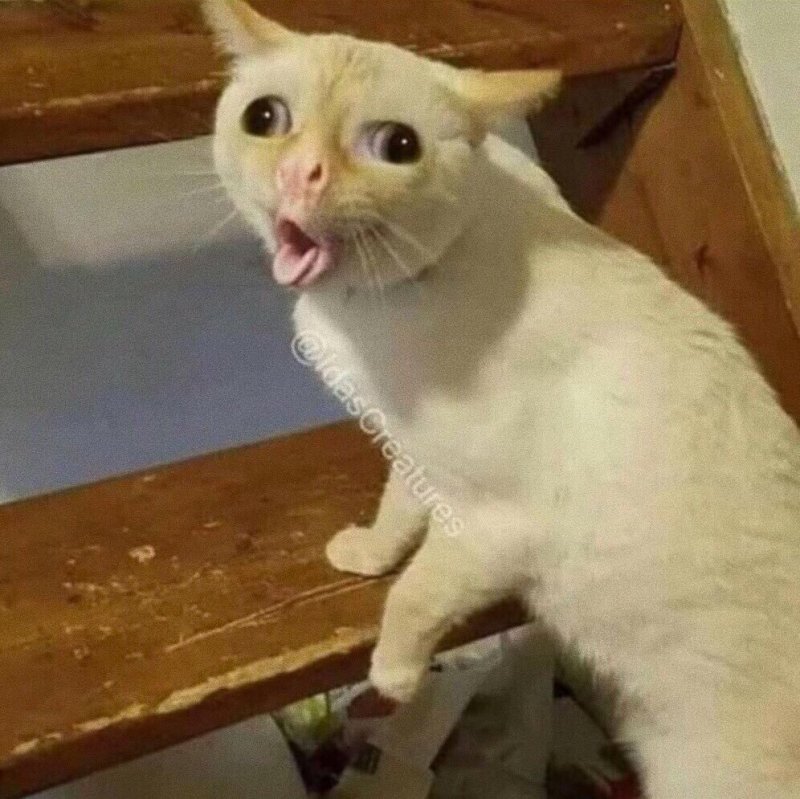 Кот кашляет Мем