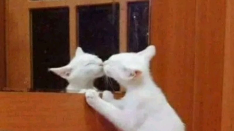 Кот целует себя в зеркало