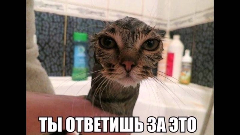 Обкуренный кот