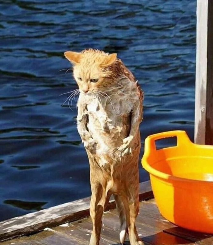 Мокрая кошка