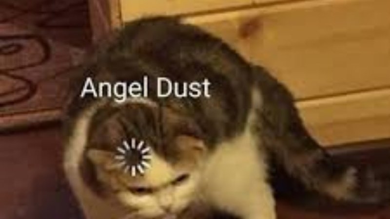 Котенок с загрузкой