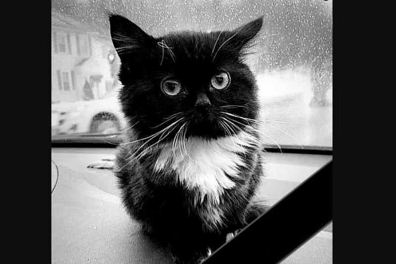 Мемы с котиками