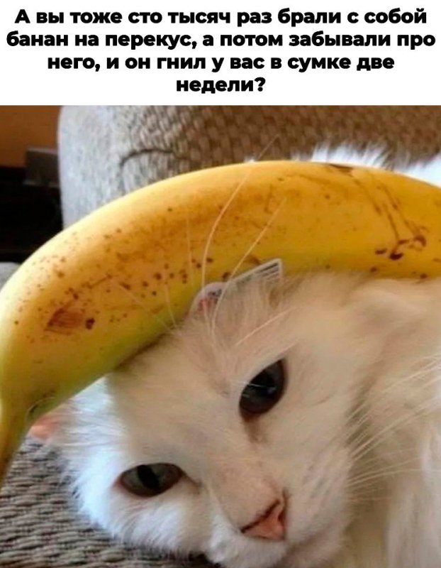 Котик с бананчиком