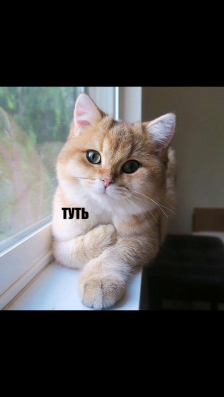 Тут Мем в сердце котик