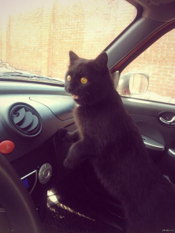 Кот за рулём машины