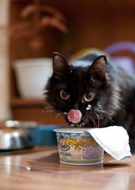 Котенок кушает