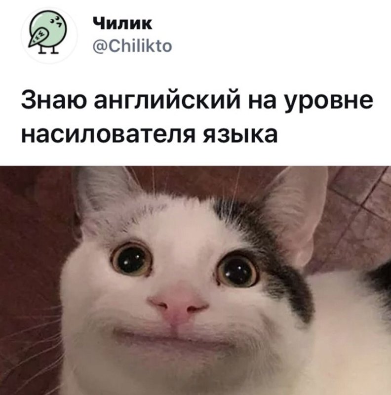 Коты на аву Мем