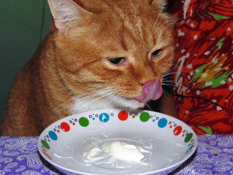 Котенок в сметане