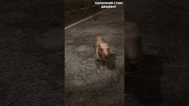 Собака в костюме сталкера