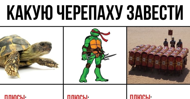 Черепаха Мем