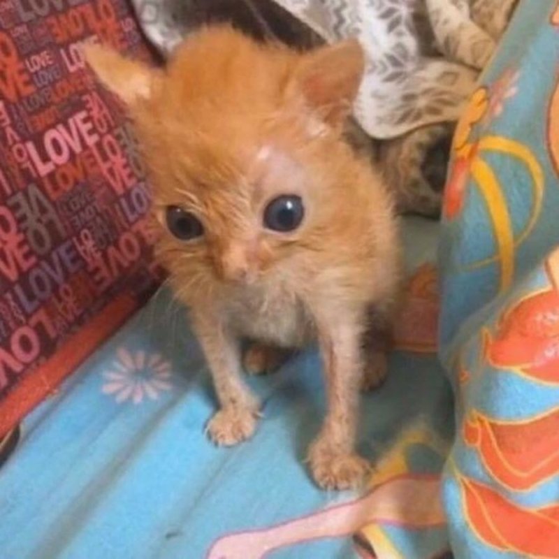 Котенок потный голодный и злой