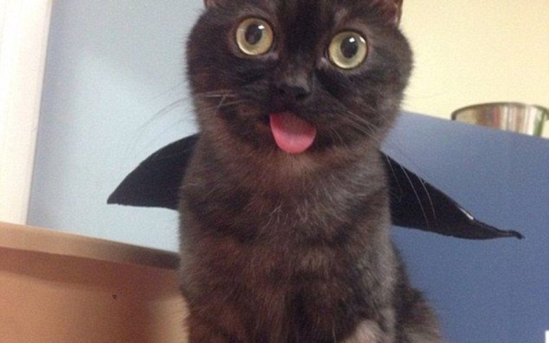 Котик с языком