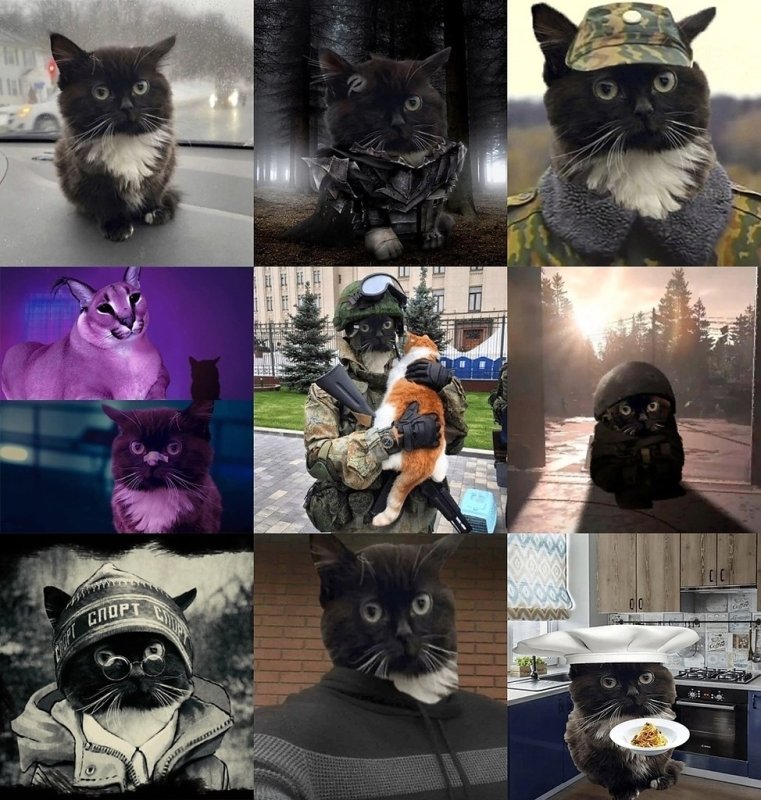 Чмоня котик