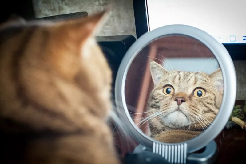 Зеркало «котик»