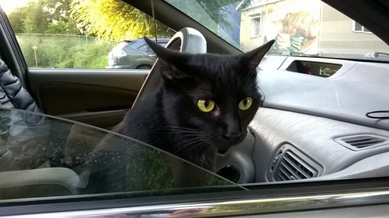Кот за рулём машины