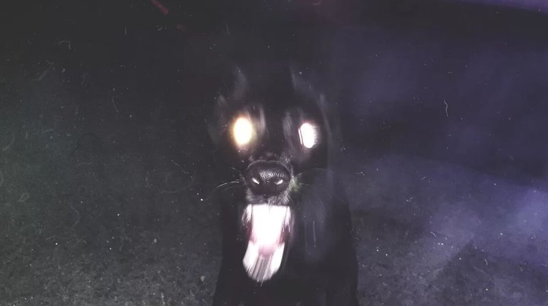 Собака со светящейся глазами