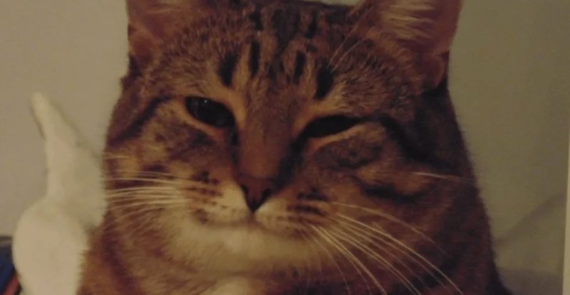 Котик соглашается