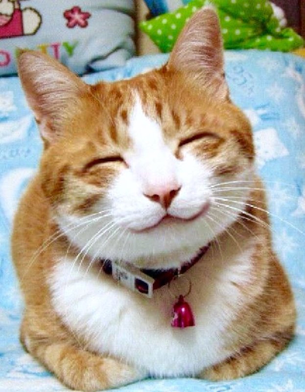 Коты с узкими глазами