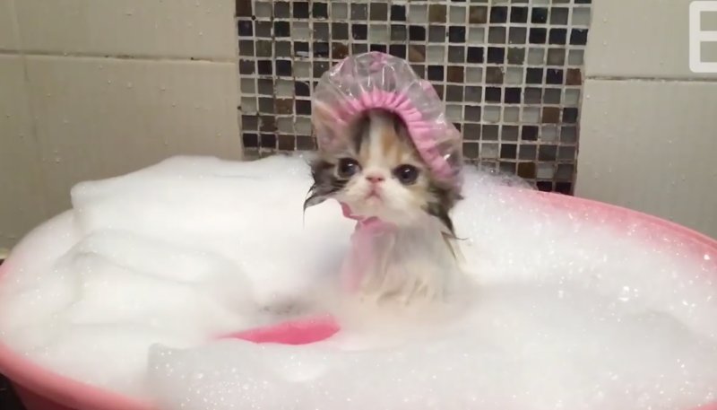 Шапочка для купания кота