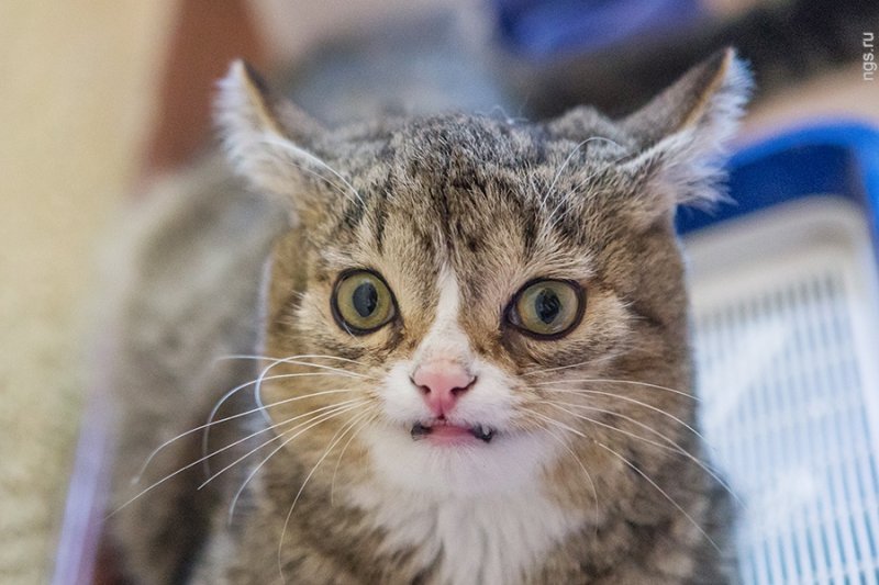 Удивленная кошка