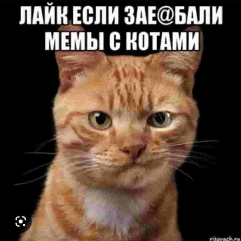Мемы с котятами