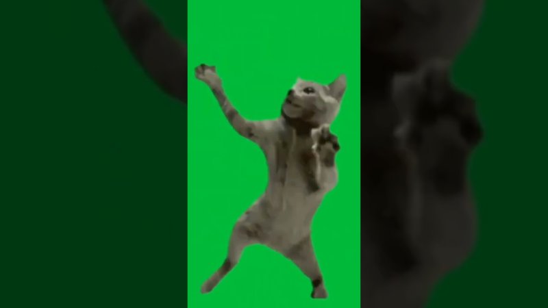 Кот танцует футаж