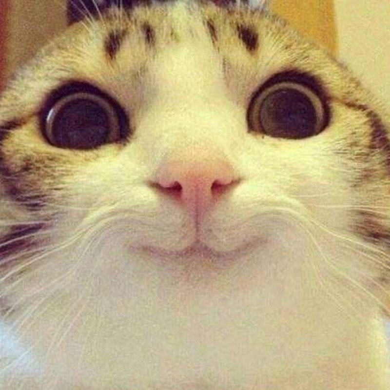 Довольный кот Мем