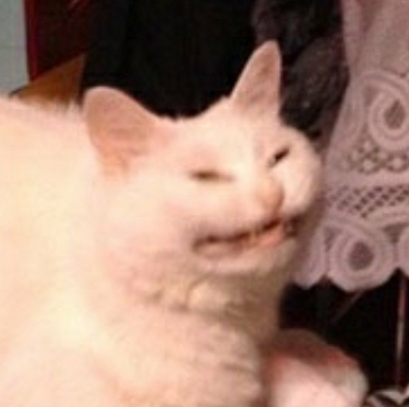 Противный кот Мем