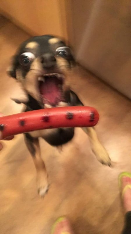 Собака сосиска Мем