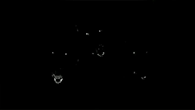 Чёрная собака в темноте