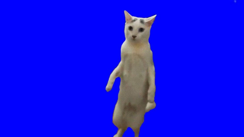 Футажи с котиками