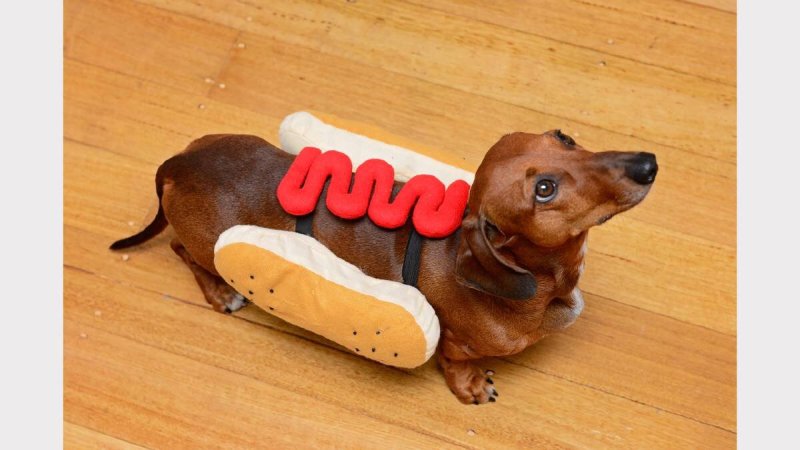 Собака сосиска