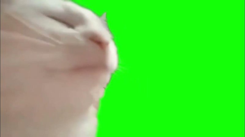 Кошка на зеленом фоне