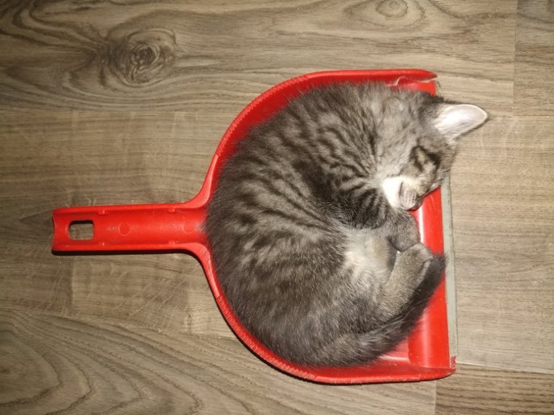 Кот совок Мем