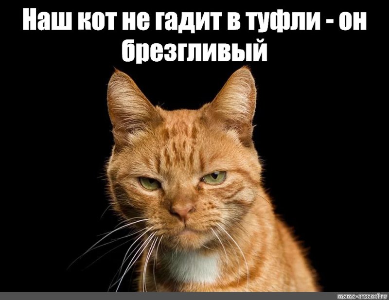 Брезгливый кот