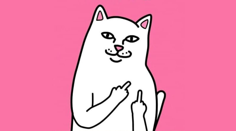 Кошка показывает фак