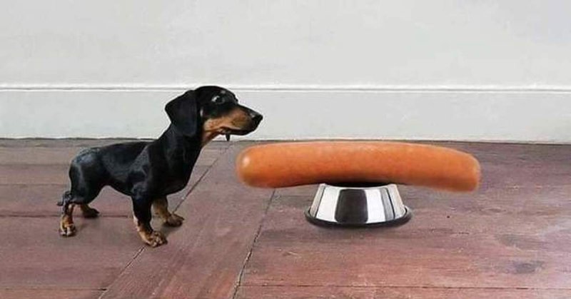 Такса сосиска