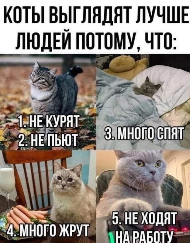 Популярные мемы с котами