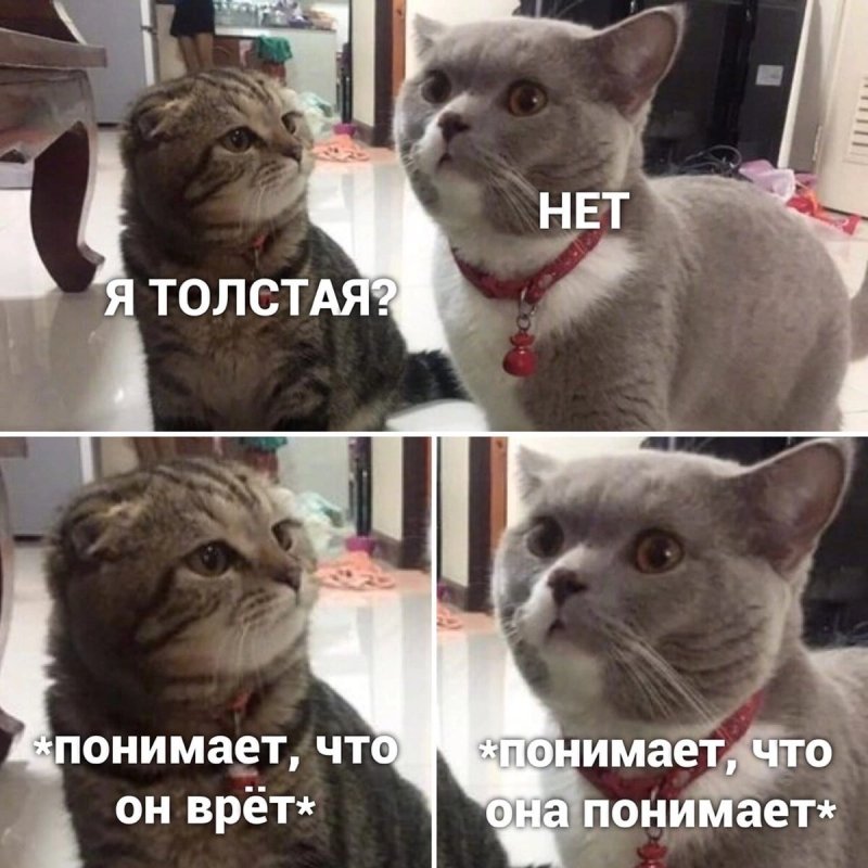 Мемы с котом