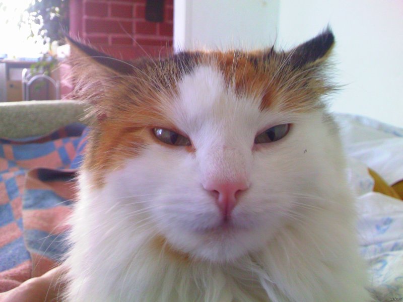 Презрение Мем