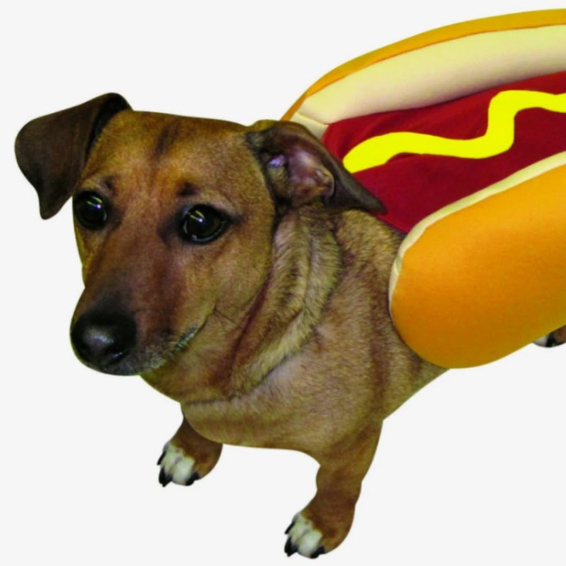 Хот дог горячая собака