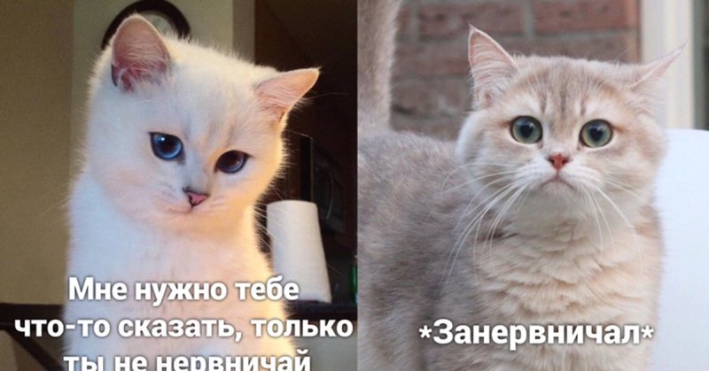 Кот надо поговорить Мем