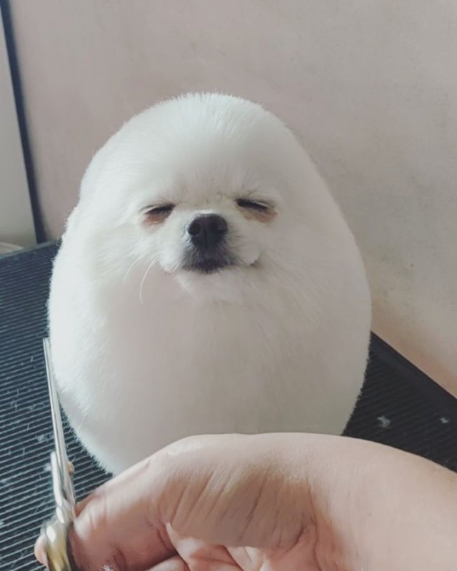 Белые круглые собачки