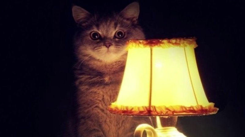 Лампа кот